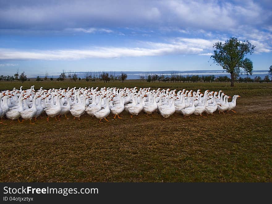 Farm with a free-range geese. Farm with a free-range geese.