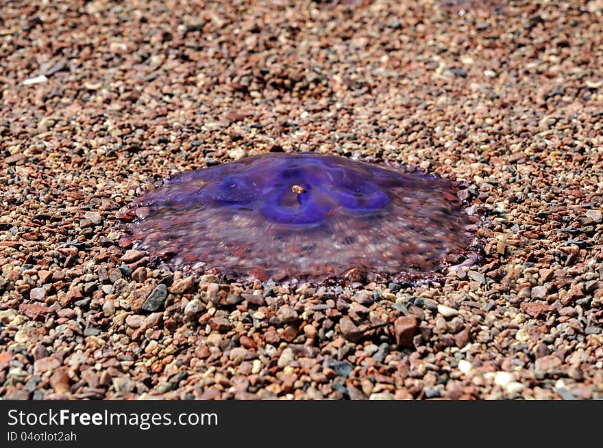 Dead jellyfish on the beach of Red sea