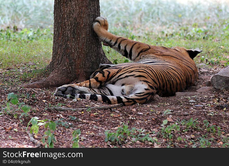 Majestic Royal Bengal Tiger At Mysore Zoo, India