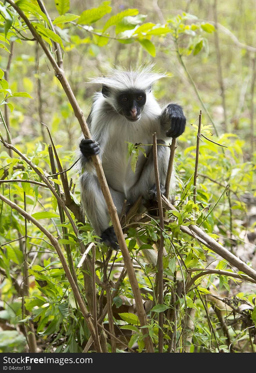 Rare Red Colobus Monkey