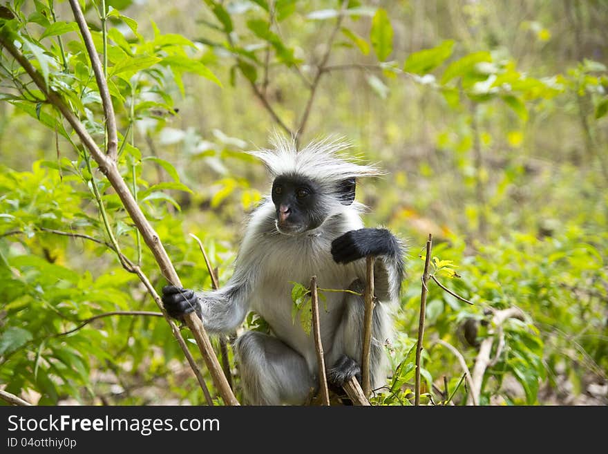 Rare Red Colobus Monkey