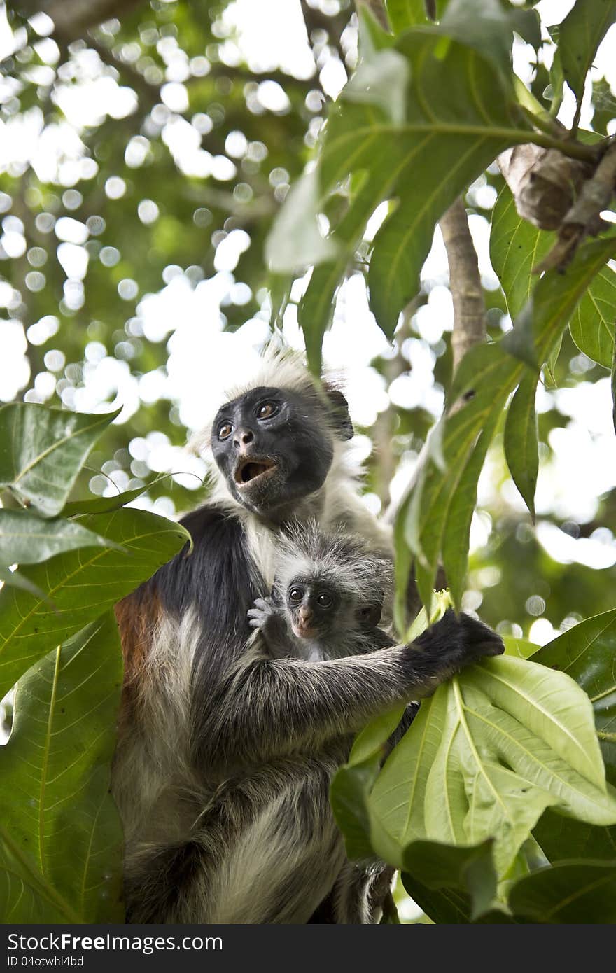 Rare Red Colobus Monkey with little