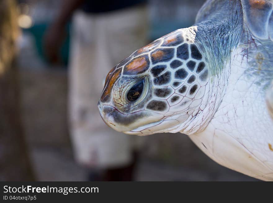 A giant sea turtle from Zanzibar