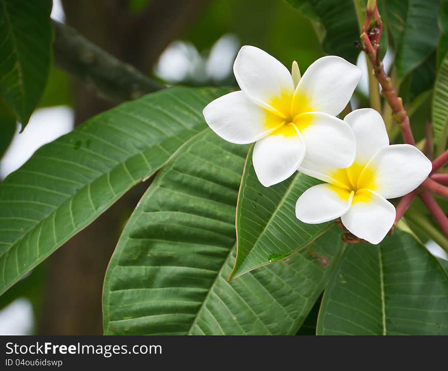 Plumeria flower or temple tree