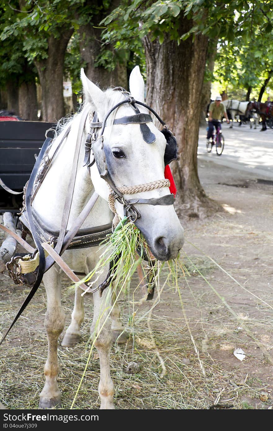 Horses, feeding with grass in a summer day