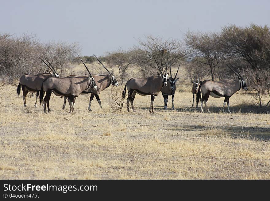 A group of orix in the desert of Africa, Botswana.