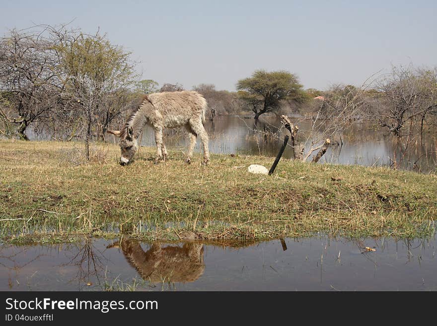 Donkey At A Mirror