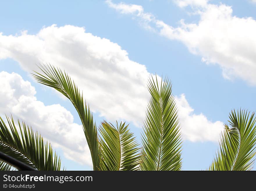 Leaves of palm tree over blue sky. Leaves of palm tree over blue sky.