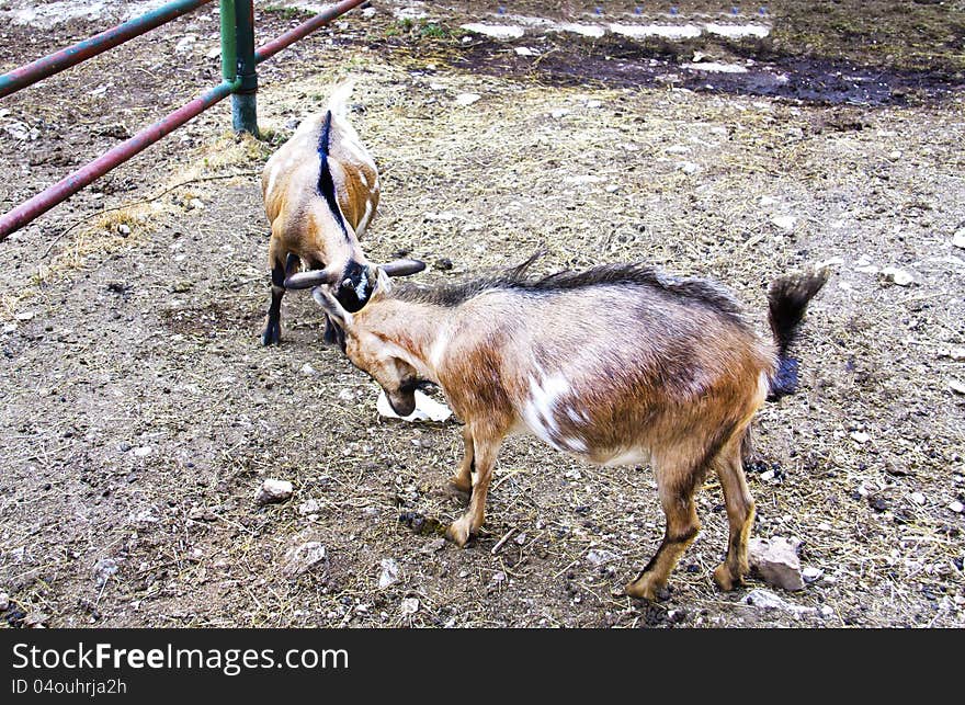 Two goats butting each other on the farm