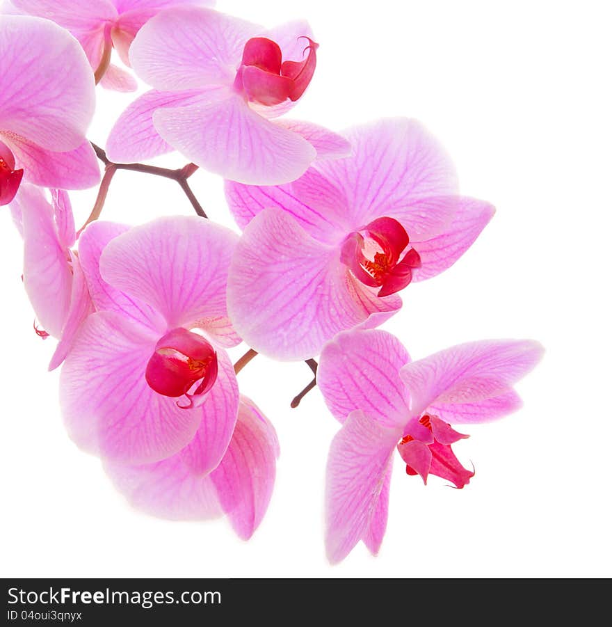 Pink Orchid