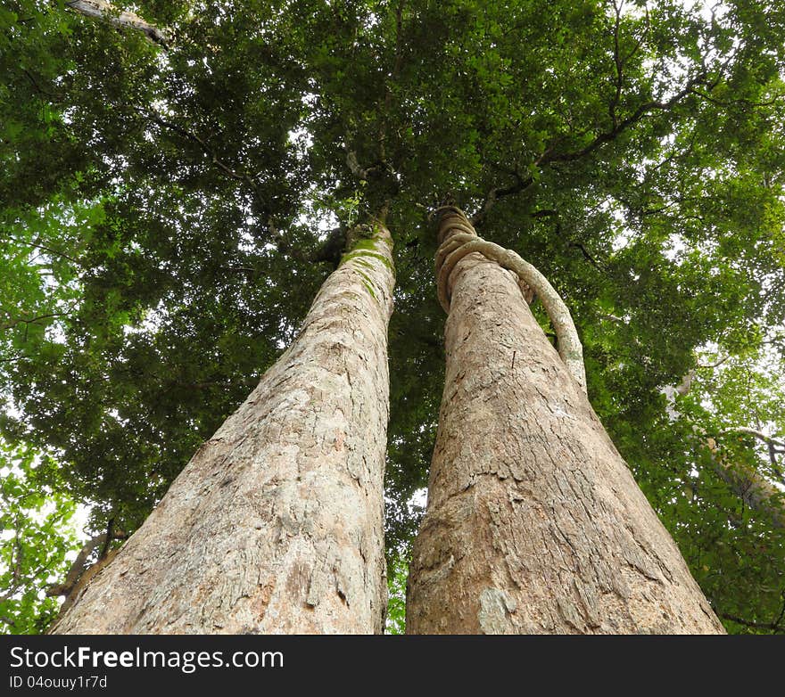 The tree from the root to the top. The tree from the root to the top.