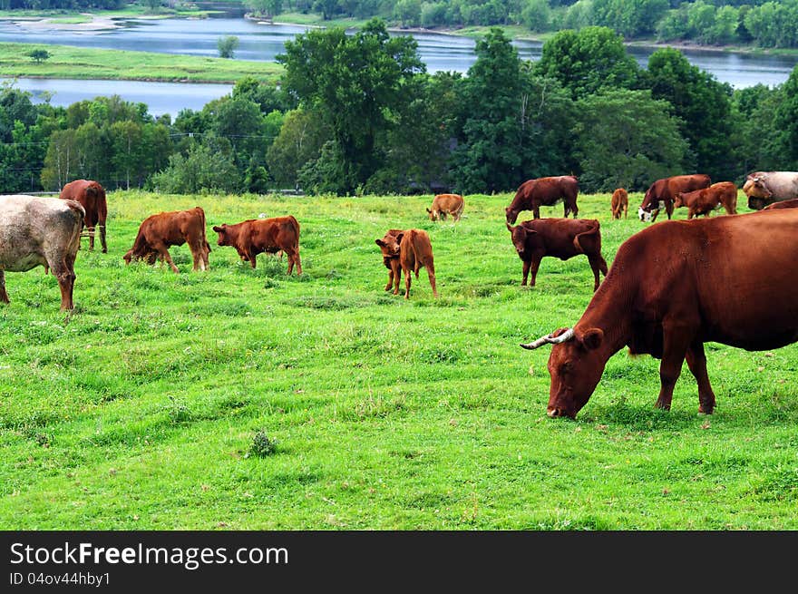 Cattle Grazing