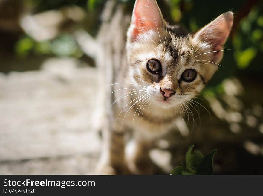 Little kitten playing in the garden close up. Little kitten playing in the garden close up