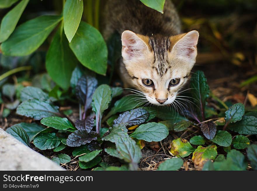 Little kitten playing in the garden close up. Little kitten playing in the garden close up