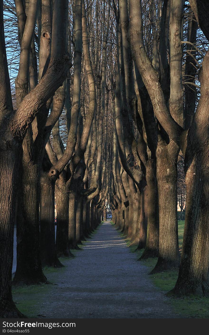 A tree-lined around the walls of Lucca city in Tuscany