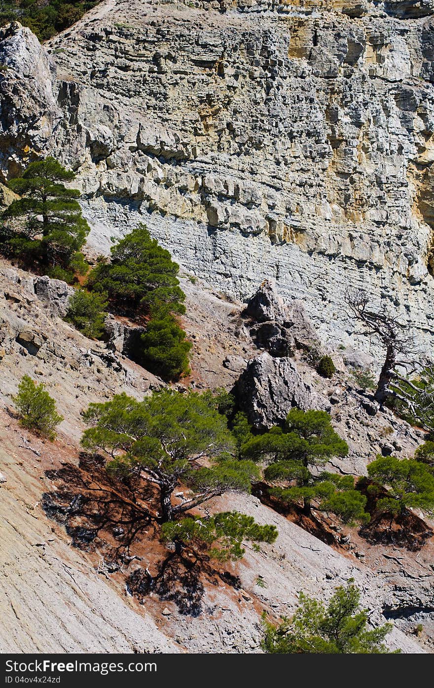 Pine tree on the rock in Crimea, Ukraine. Pine tree on the rock in Crimea, Ukraine