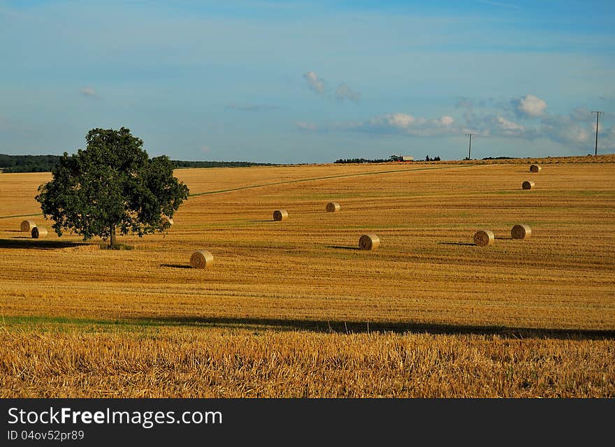 Tipical field in the end of the summer in baden württemberg. Tipical field in the end of the summer in baden württemberg