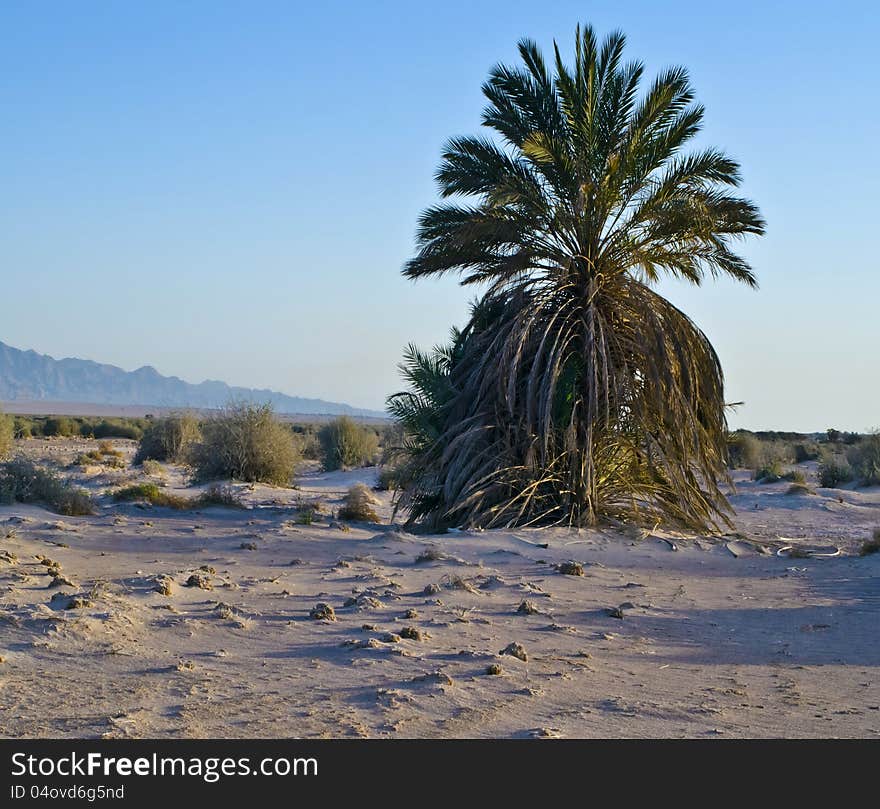 Avrona nature reserve desert of the Negev, Israel