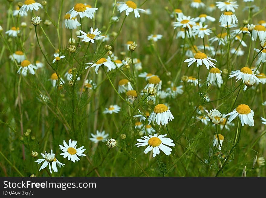 Group blossoming daisies in a meadow. Group blossoming daisies in a meadow