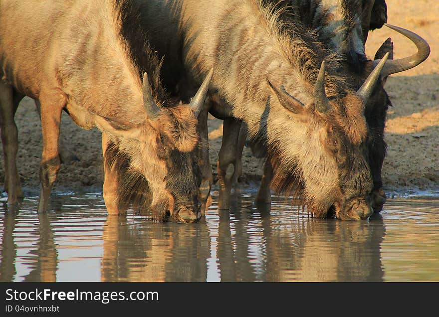 A family of Blue Wildebeest at a watering hole in Namibia, Africa. A family of Blue Wildebeest at a watering hole in Namibia, Africa.