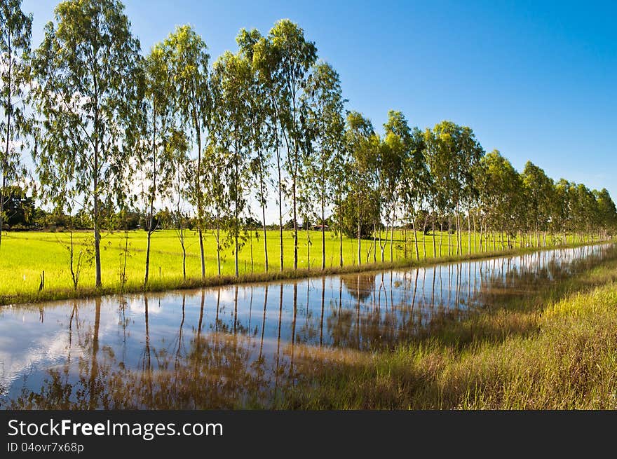 Eucalyptus Trees