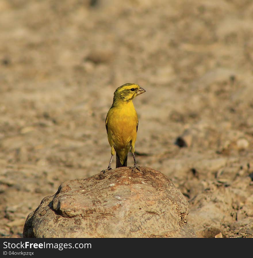 Yellow Canary at a watering hole in Namibia, Africa. Yellow Canary at a watering hole in Namibia, Africa.