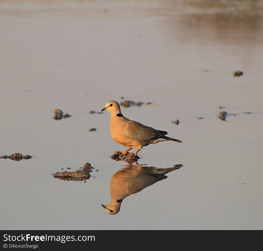 An adult Cape Turtle Dove at a watering hole in Namibia, Africa. An adult Cape Turtle Dove at a watering hole in Namibia, Africa.