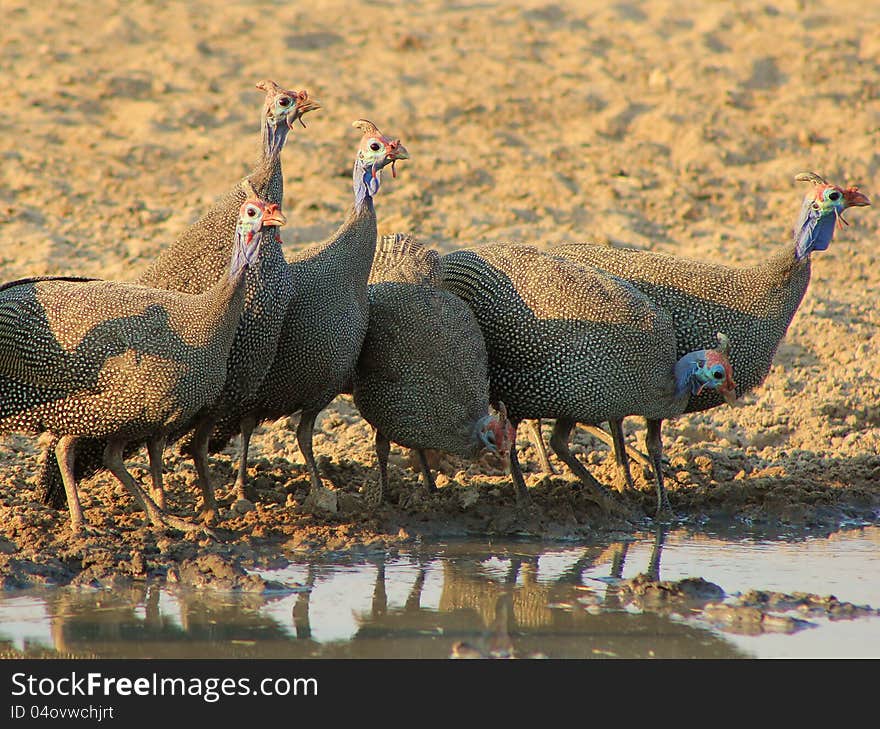 A flock of Helmeted Guineafowl at a watering hole in Namibia, Africa. A flock of Helmeted Guineafowl at a watering hole in Namibia, Africa.