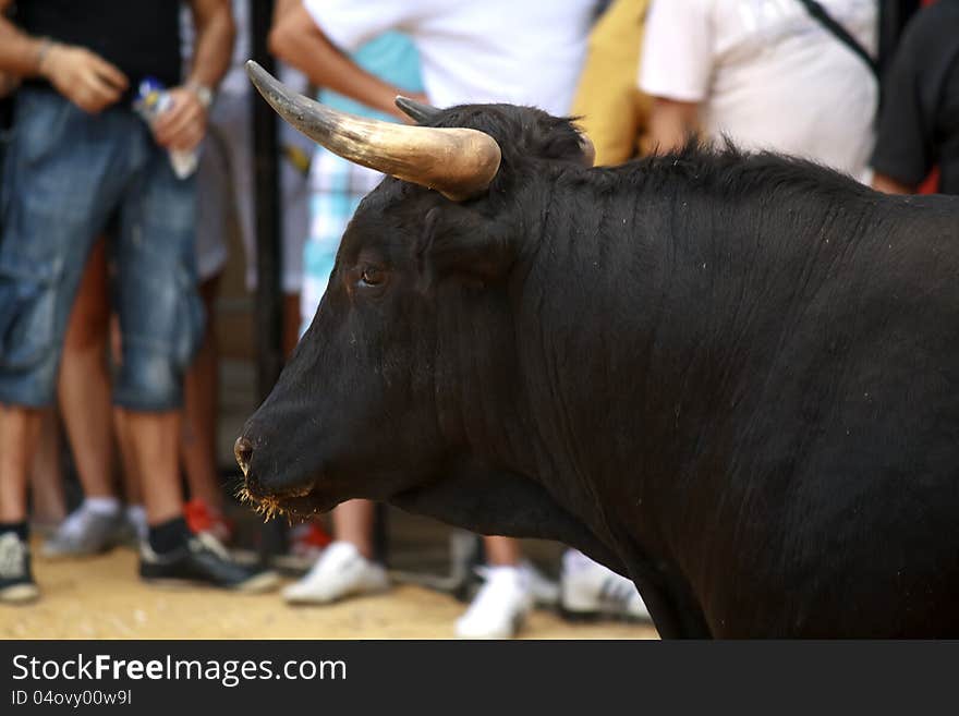 A bulls head looking at a crowd of people. A bulls head looking at a crowd of people