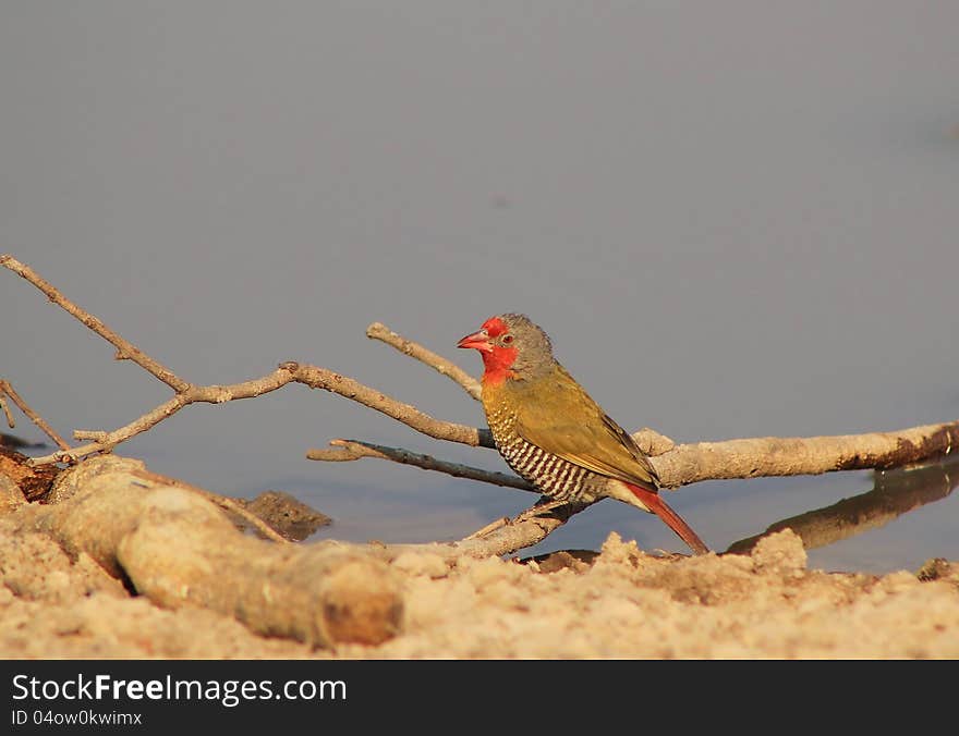 A Melba Finch at a watering hole. Photo taken on a Game Ranch in Namibia, Africa. A Melba Finch at a watering hole. Photo taken on a Game Ranch in Namibia, Africa.