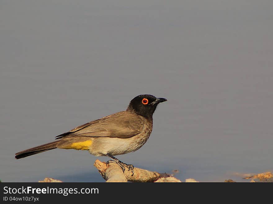 African Redeyed Bulbul perched on a branch on a game ranch in Namibia, Africa. African Redeyed Bulbul perched on a branch on a game ranch in Namibia, Africa.