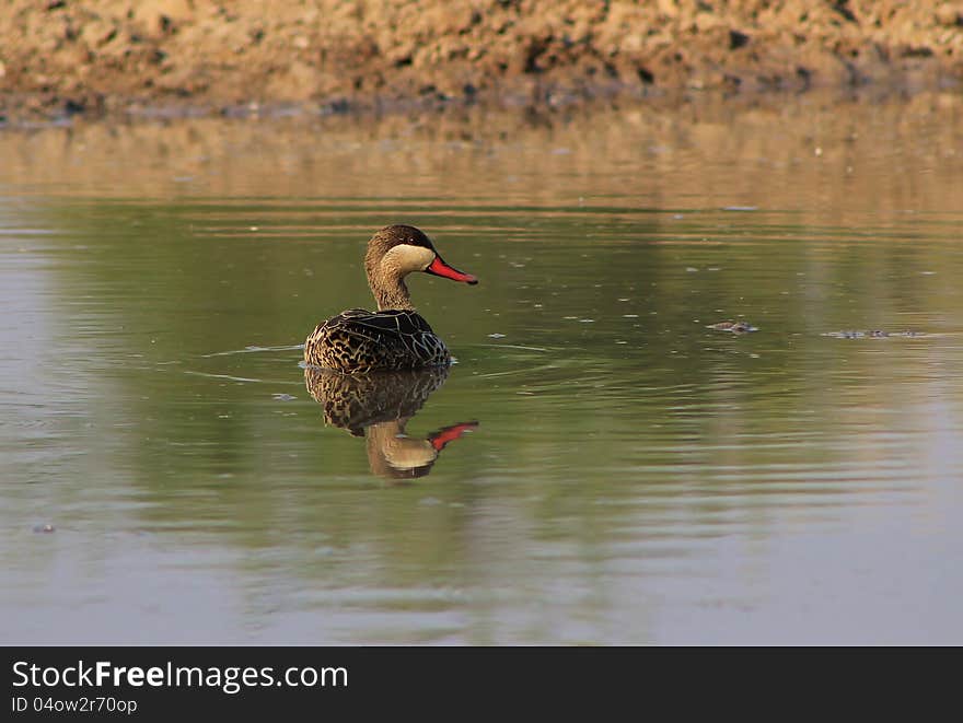 An adult Redbilled Teal afloat on a watering hole. Photo taken on a Game Ranch in Namibia, Africa. An adult Redbilled Teal afloat on a watering hole. Photo taken on a Game Ranch in Namibia, Africa.