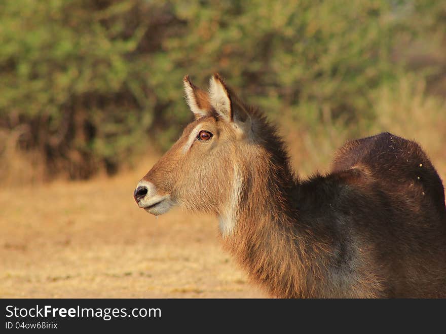 An old Waterbuck cow at a watering hole on a game ranch in Namibia, Africa. An old Waterbuck cow at a watering hole on a game ranch in Namibia, Africa.