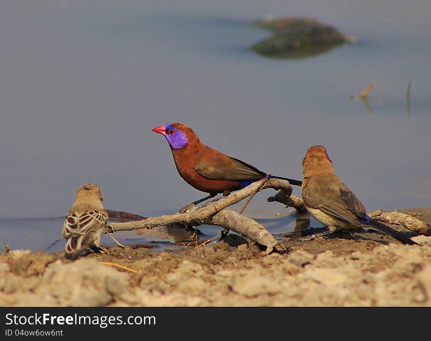 Adult Violeteared Waxbills (male) at a watering hole in Namibia, Africa. Adult Violeteared Waxbills (male) at a watering hole in Namibia, Africa.