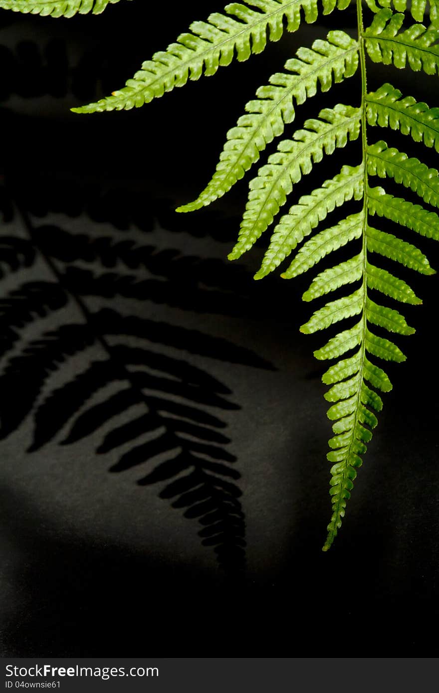 Fern frond with shadow isolated against black background. Fern frond with shadow isolated against black background