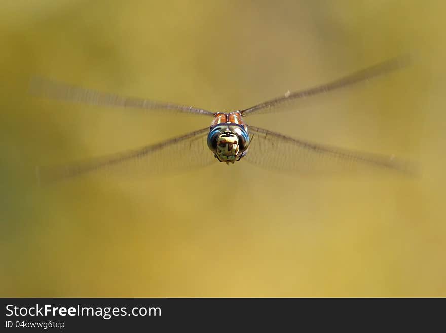 Frontal view of a paddle tailed male dragonfly. near Seattle, WA, USA. Frontal view of a paddle tailed male dragonfly. near Seattle, WA, USA