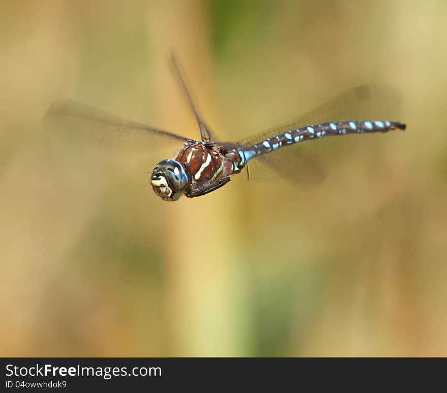 Paddle tailed male dragonfly. near Seattle, WA, USA. Paddle tailed male dragonfly. near Seattle, WA, USA