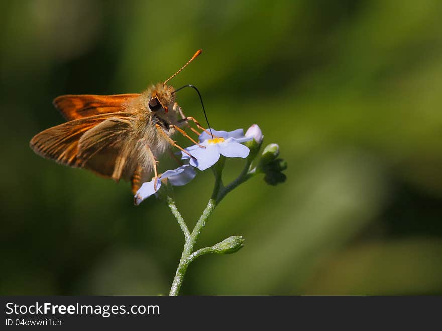 Woodland blue butterfly on a small violet flower, near Bend, OR, USA. Woodland blue butterfly on a small violet flower, near Bend, OR, USA