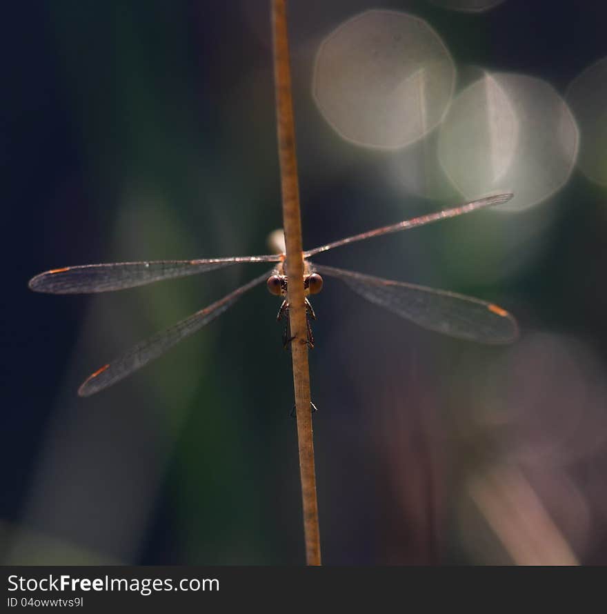 Damselfly looking from both sides of a twig. Near Bend, OR, USA. Damselfly looking from both sides of a twig. Near Bend, OR, USA