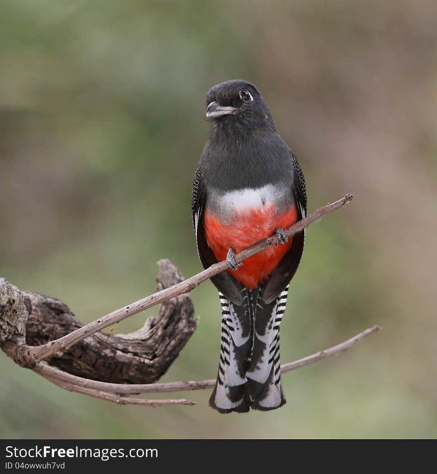 Blue-Crowned Female Trogon