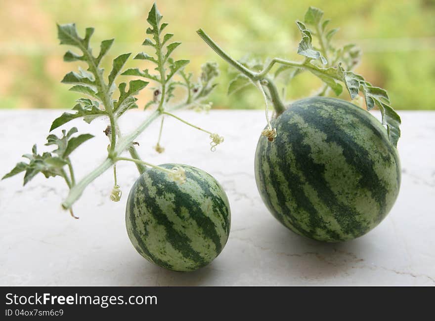 Two homegrown little ripe watermelons. Two homegrown little ripe watermelons