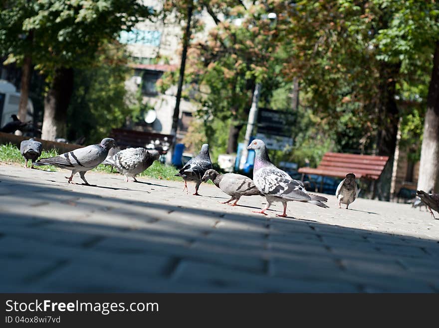 Pigeons in the park waiting for food