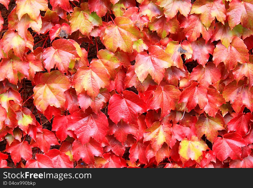 This is autumn leaves background