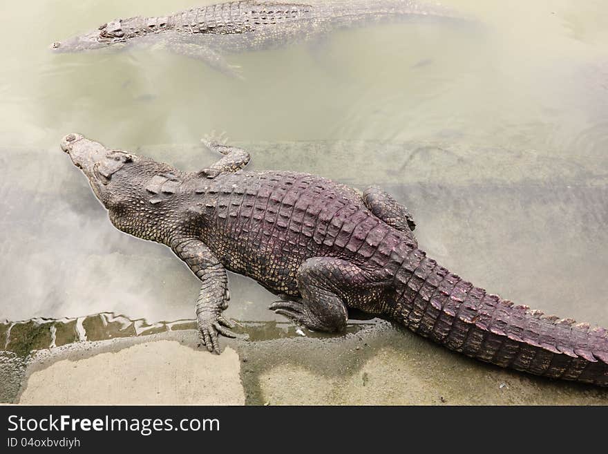 Crocodile in farms