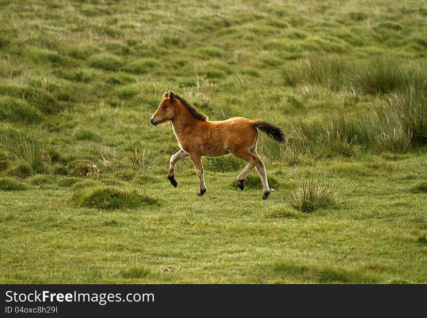 A young Dartmoor foal on early morning run for fun. A young Dartmoor foal on early morning run for fun