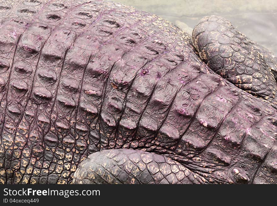 Crocodile skin