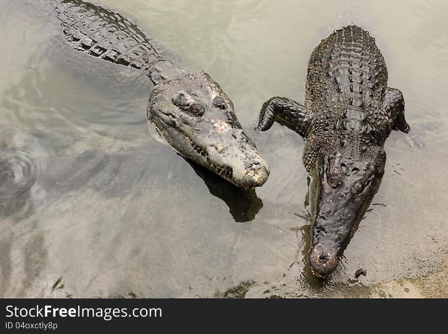 Crocodile in farms