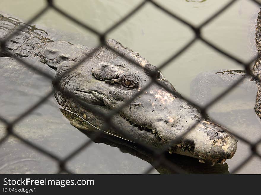 Crocodile In Farms