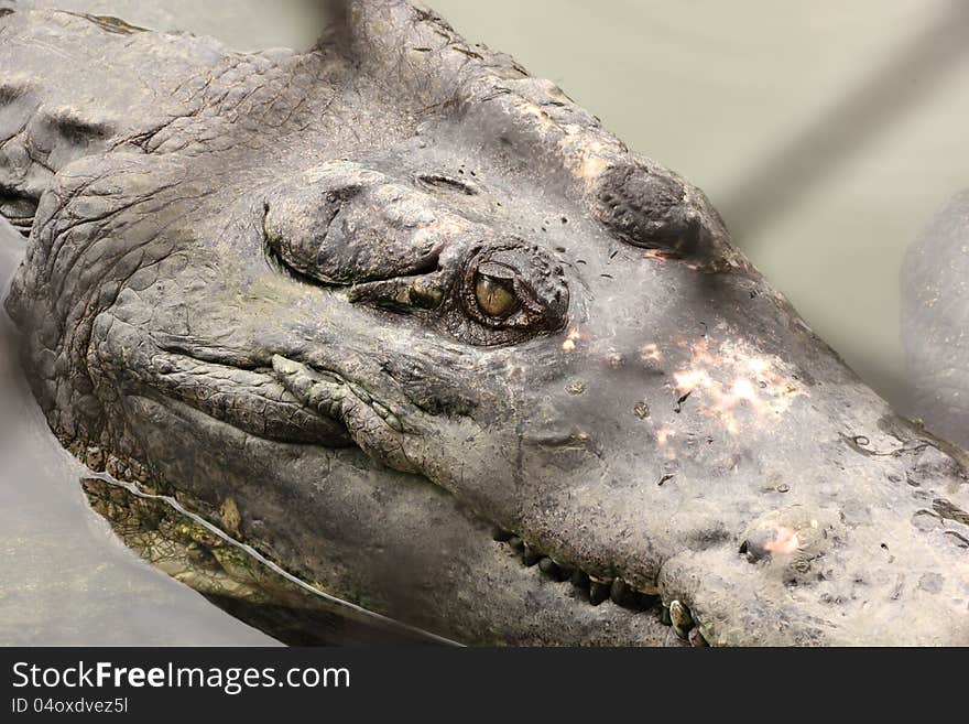 Crocodile in farms