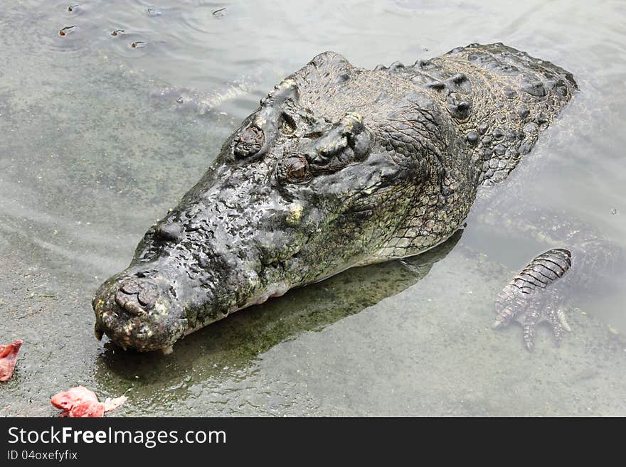 Crocodile in farms